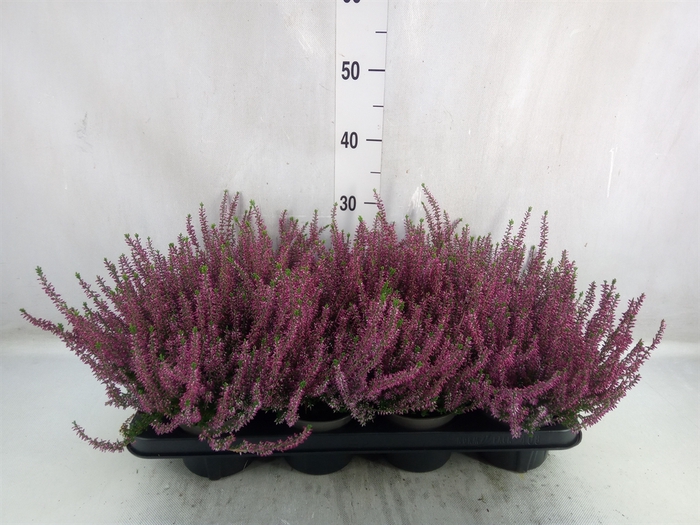 Calluna vulg. 'Garden G Amethyst'