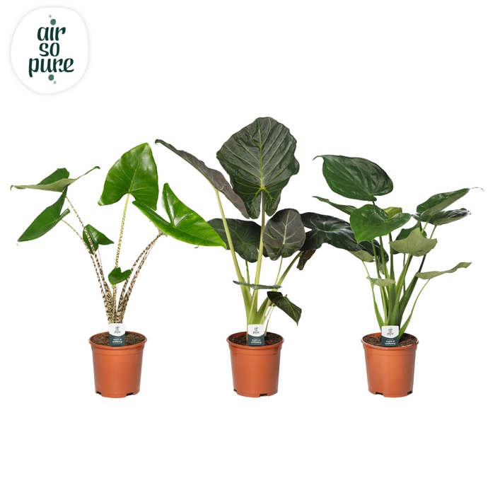 <h4>Alocasia Gemengd p21</h4>