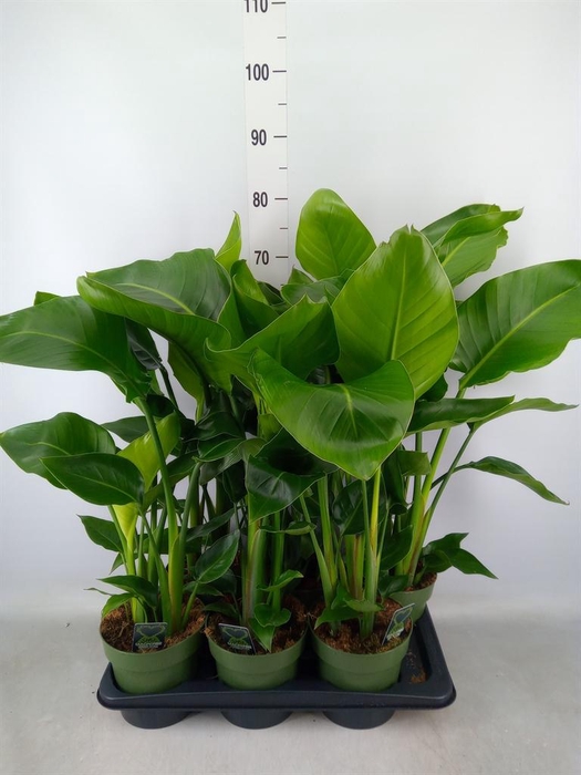 <h4>Strelitzia nicolai</h4>