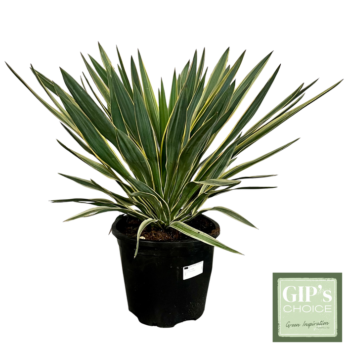 <h4>Yucca gloriosa 'Variegata' C15</h4>