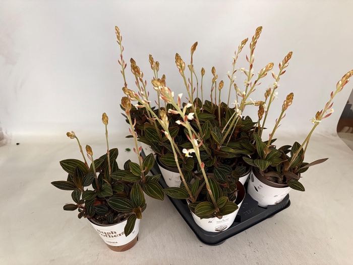 <h4>LUD DISCOLOR</h4>