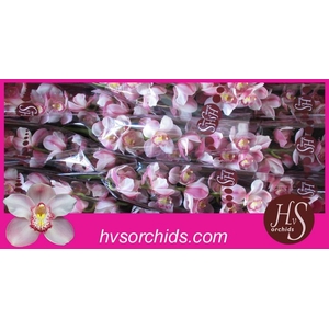 CYMB GR ESMERALDA CYMB T ESMERALDA