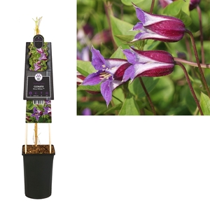 Clematis Prince William PBR +3.0 label