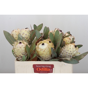 Protea Barbigera Ice Queen