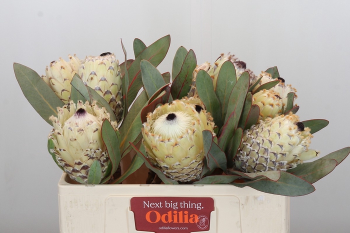 <h4>Protea Barbigera Ice Queen</h4>