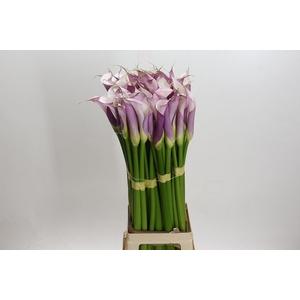 Zantedeschia Eydolls Purple White