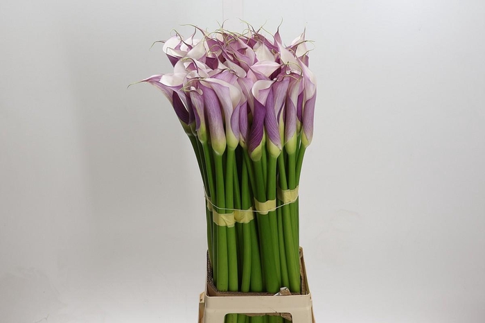 Zantedeschia Eydolls Purple White