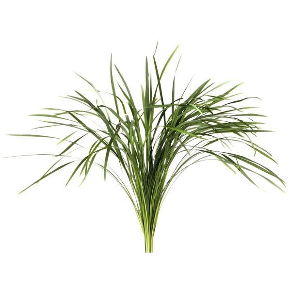 <h4>Ophiopogon jaburan 'T-grass'</h4>