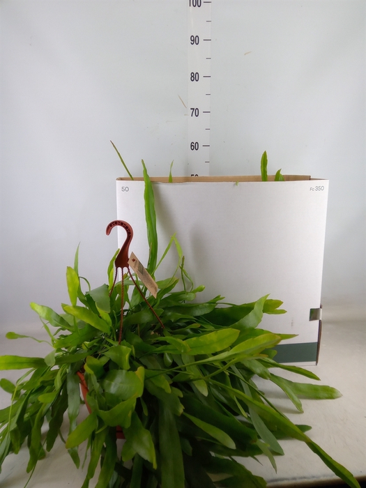 <h4>Epiphyllum   ...</h4>