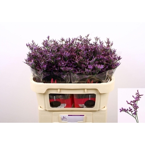 LIMONIUM  'SAFORA DARK BLUE'