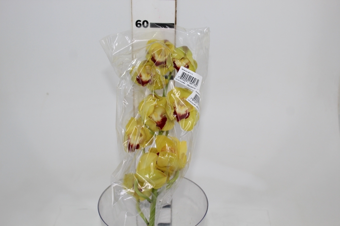 <h4>CYMBIDIUM HT MIN 9 FLS AMARELO</h4>
