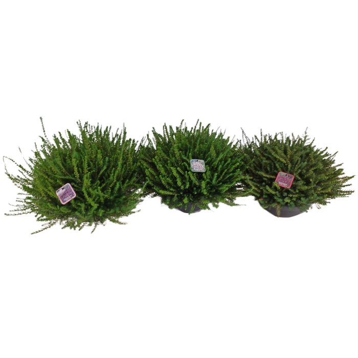 <h4>Erica darleyensis Mix P27 Bowl</h4>