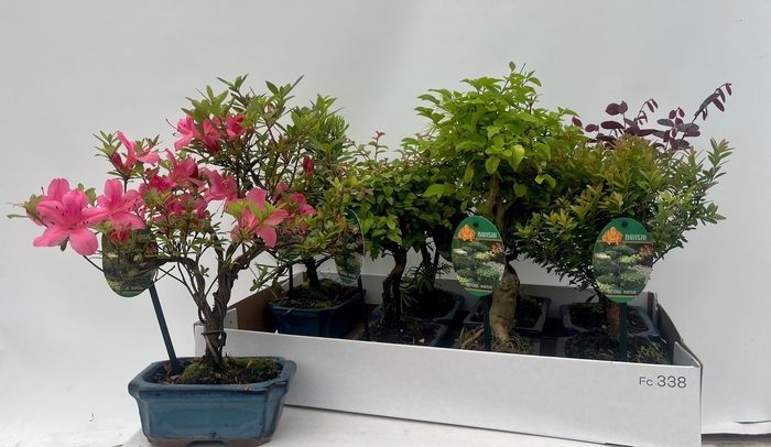 <h4>BONSAI GEM</h4>
