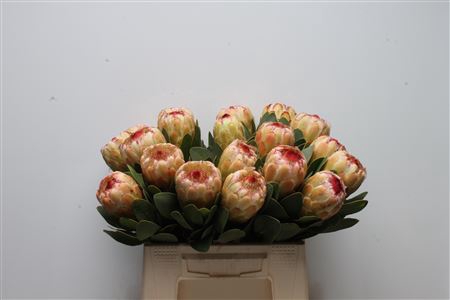 Protea Grandicolor