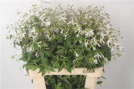 <h4>Gillenia Trifoliata</h4>