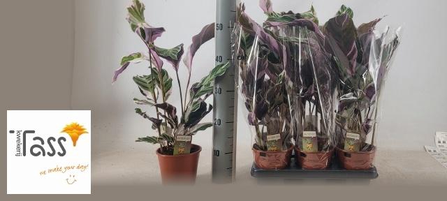 <h4>CALAT FUSION WHITE</h4>