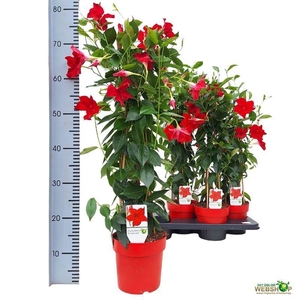 MANDE SUN RED