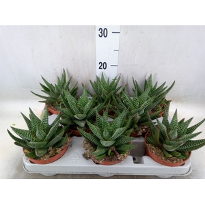 xGasterhaworthia  'Royal Highness'