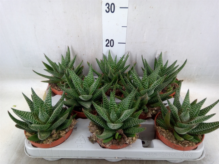 <h4>xGasterhaworthia  'Royal Highness'</h4>