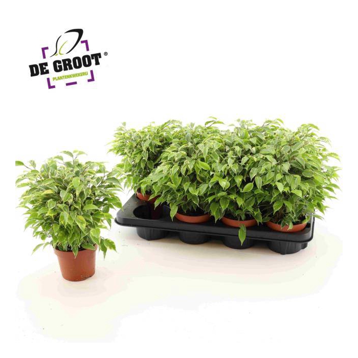 <h4>Ficus benjamina Kinky 12Ø 25cm 3pp</h4>