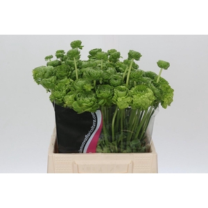 Ranunculus Pon Pon Peterpan