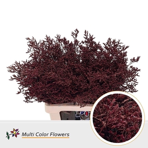 Limonium DYED Bordeaux