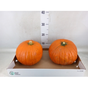 Cucurbita max. 'Halloween'