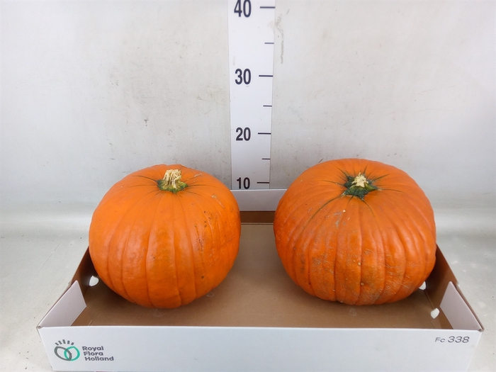 <h4>Cucurbita max. 'Halloween'</h4>