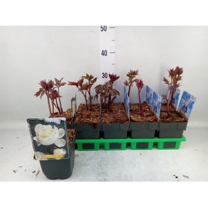 Paeonia lact. 'Shirley Temple'