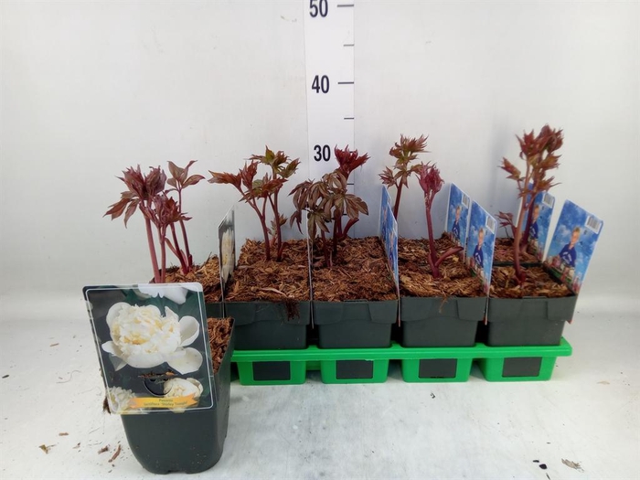 <h4>Paeonia lact. 'Shirley Temple'</h4>