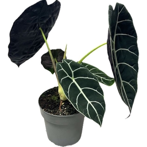 Alocasia