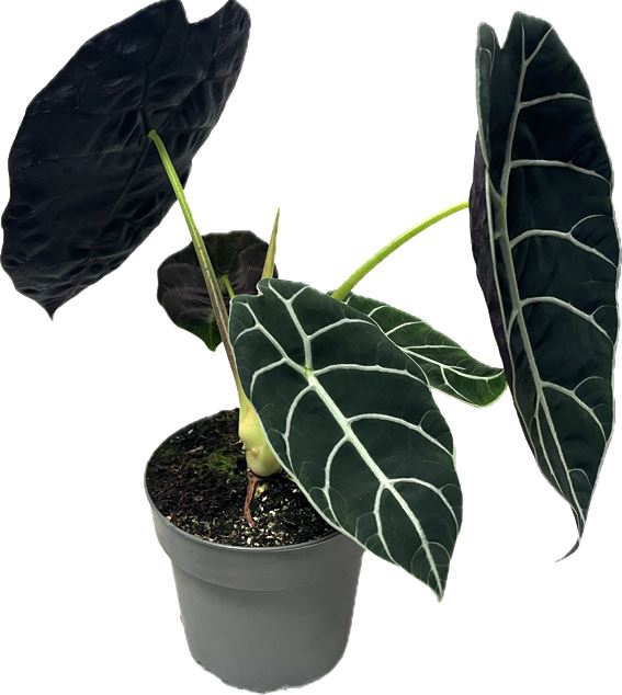 <h4>Alocasia</h4>