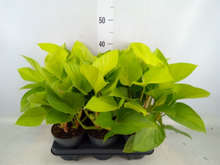 <h4>Homalomena  'Emerald Gem'</h4>