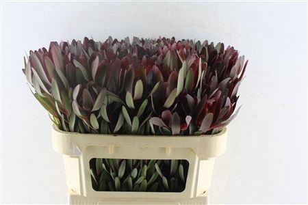<h4>Leucad Saf Sunset 070cm</h4>