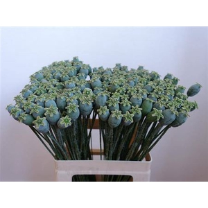 Papaver Zaaddozen