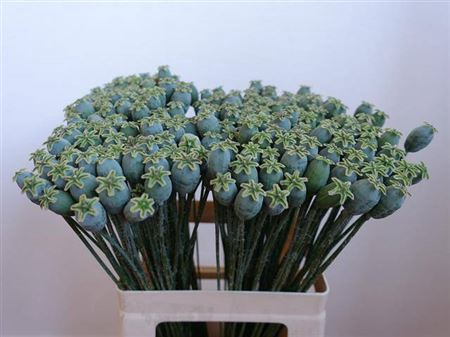 <h4>Papaver Zaaddozen</h4>