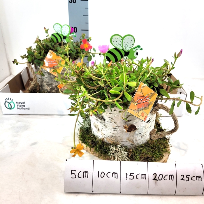 <h4>ARR TUINPLANTEN</h4>