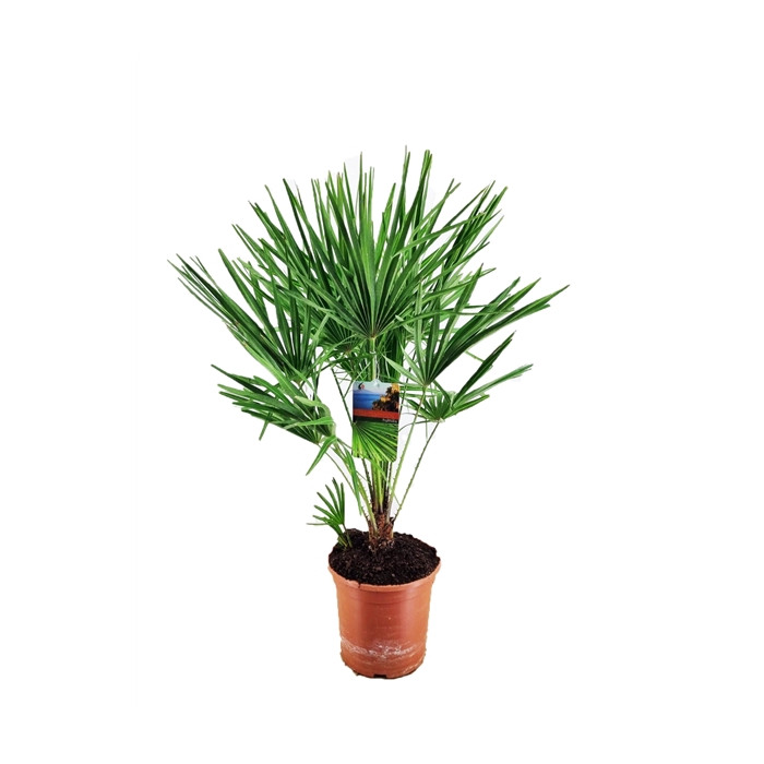 <h4>Chamaerops humilis</h4>