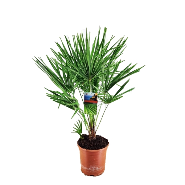 <h4>Chamaerops humilis</h4>