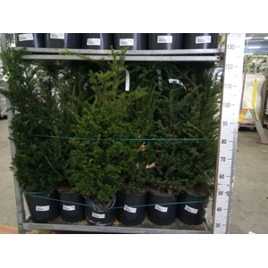 Taxus baccata
