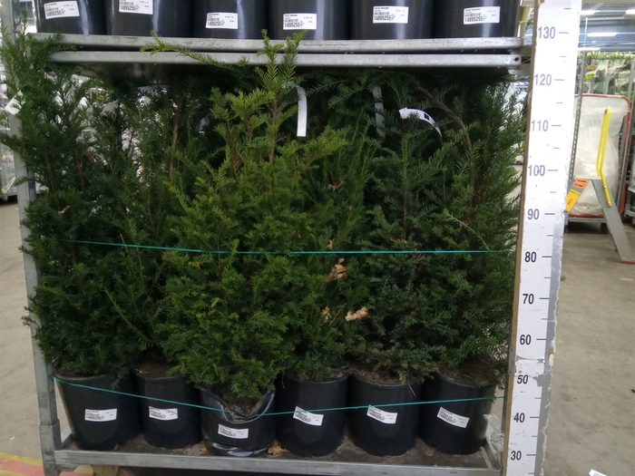 <h4>Taxus baccata</h4>