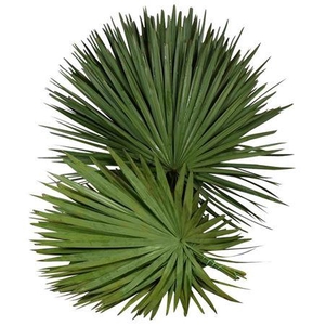 Palm