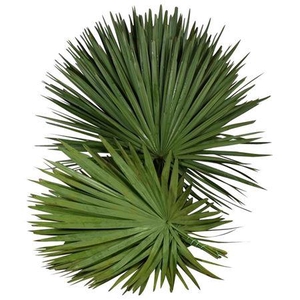 Palm