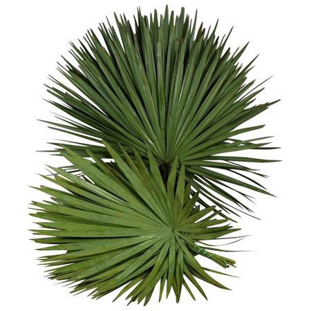 <h4>Palm</h4>