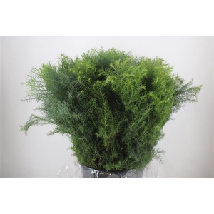 Cryptomeria Pbs