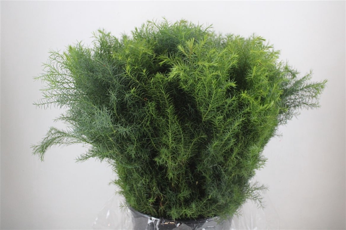 <h4>Cryptomeria Pbs</h4>