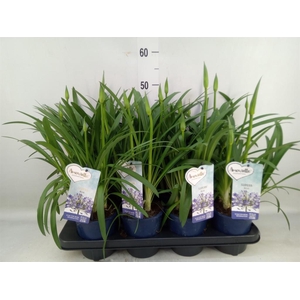 Agapanthus  'Amourette Superb'