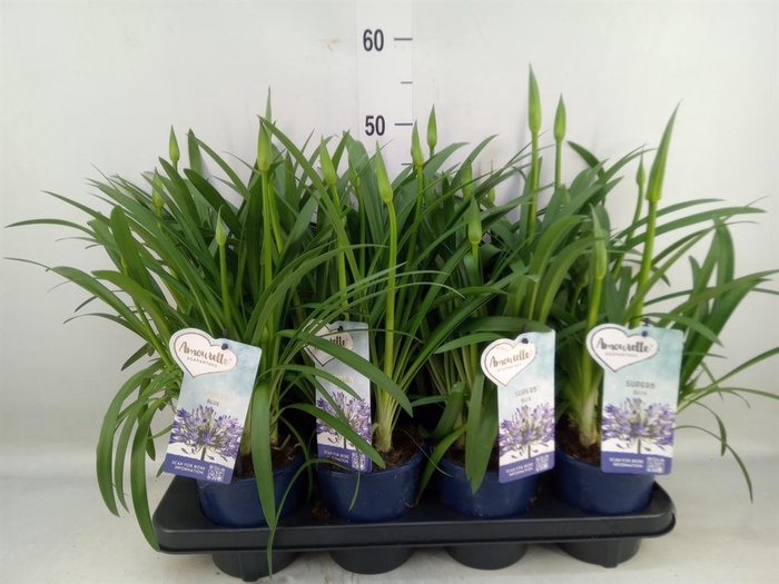 <h4>Agapanthus  'Amourette Superb'</h4>