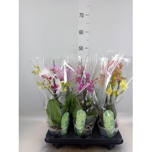 Phalaenopsis multi. ...mix 6