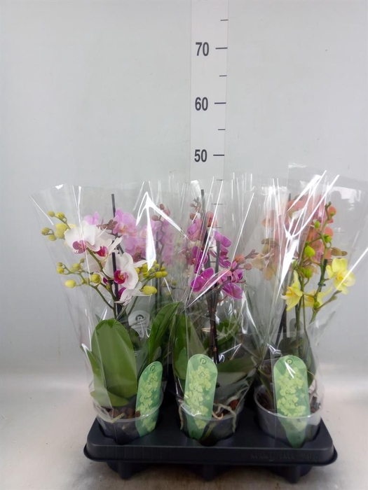 <h4>Phalaenopsis multi.   ...mix  6</h4>